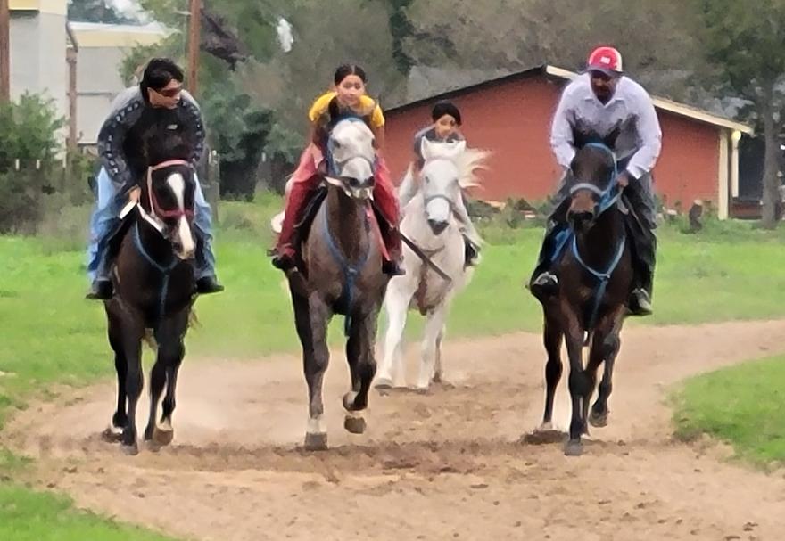 ARABIAN HORSES FOR SALE, SAN ANTONIO TEXAS AREA